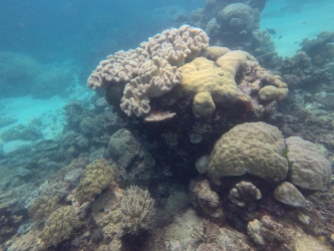 Coral of the Great Barrier Reef
